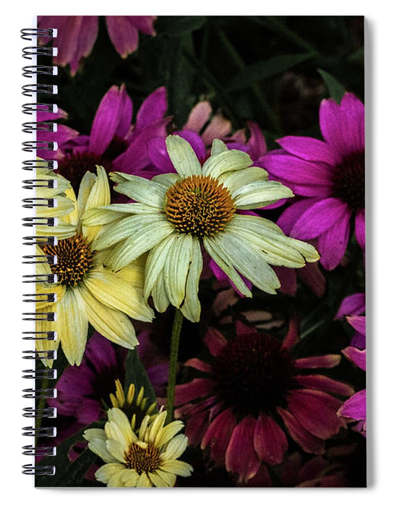 Jay Stockhaus Spiral Notebook featuring the photograph Coneflowers by Jay Stockhaus
