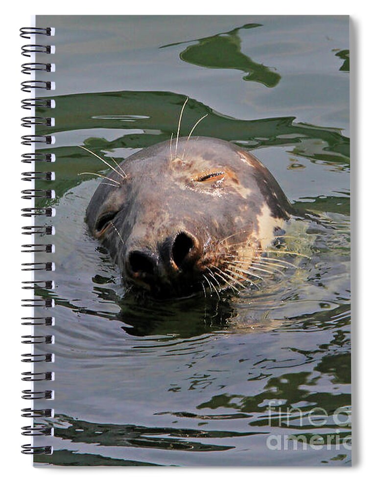 Seal.cape Cod Spiral Notebook featuring the photograph Contentment by Paula Guttilla