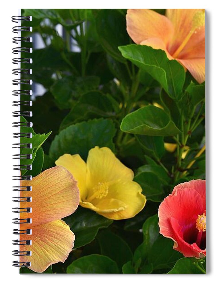 Red Flowers Spiral Notebook featuring the photograph Contrast of Colors by Kim Bemis