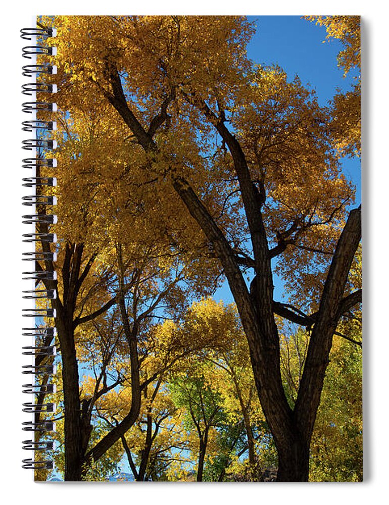 Cody Spiral Notebook featuring the photograph Contrasts of Fall by Frank Madia