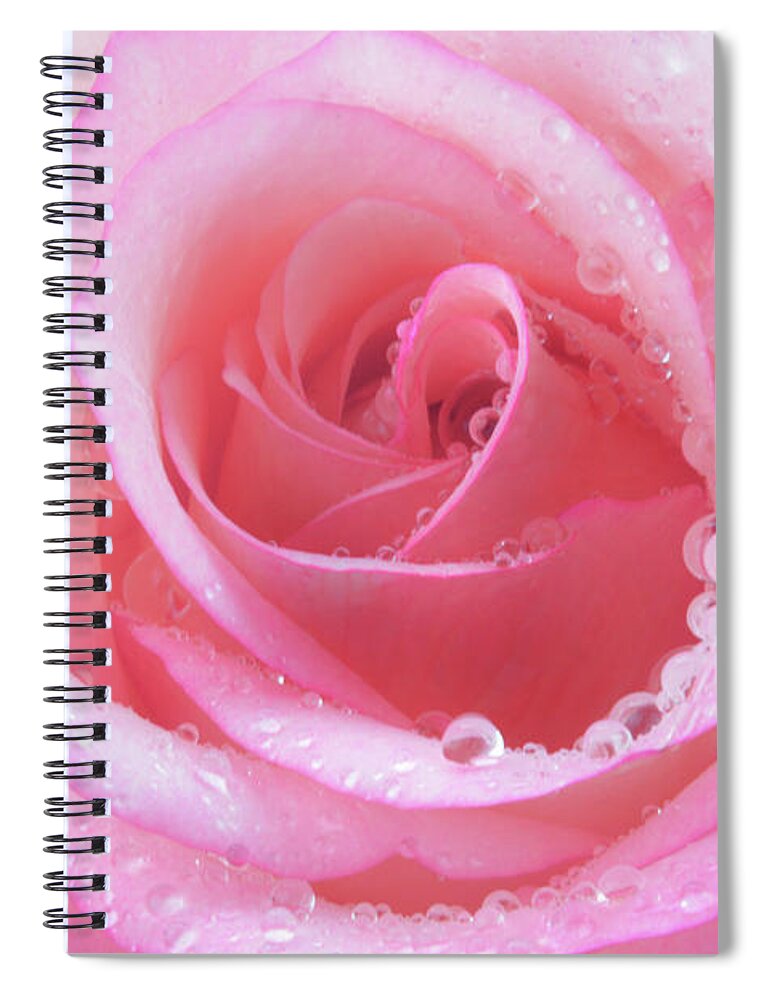 Rose Spiral Notebook featuring the photograph Cool Candy Rose by Terence Davis