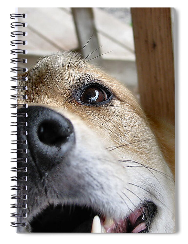 Dog Spiral Notebook featuring the photograph Coookiesss? by Rory Siegel