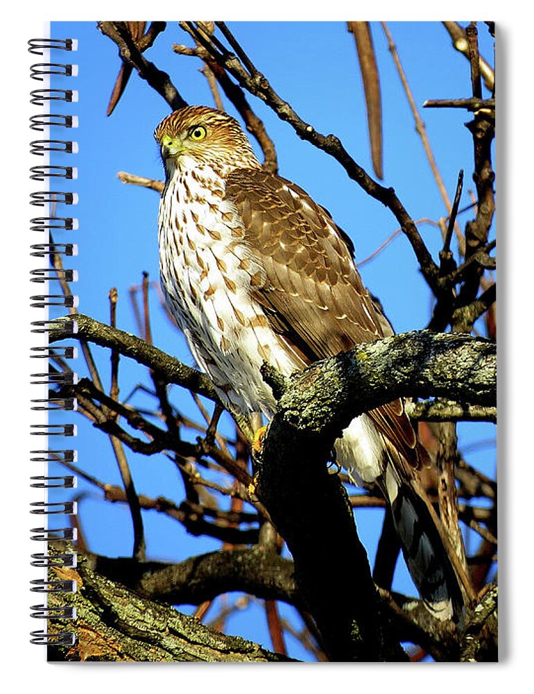 Cooper's Hawk Spiral Notebook featuring the photograph Cooper's Hawk Keeping Watch by Linda Stern