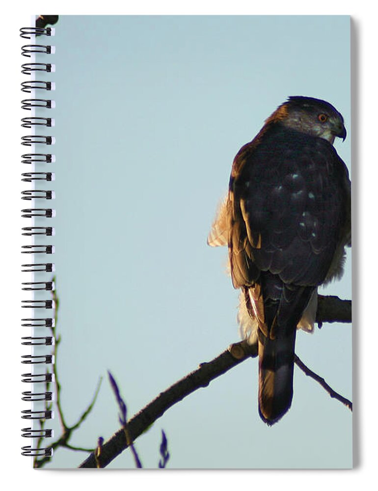Hawk Spiral Notebook featuring the photograph Cooper's Hawk by Steve Karol