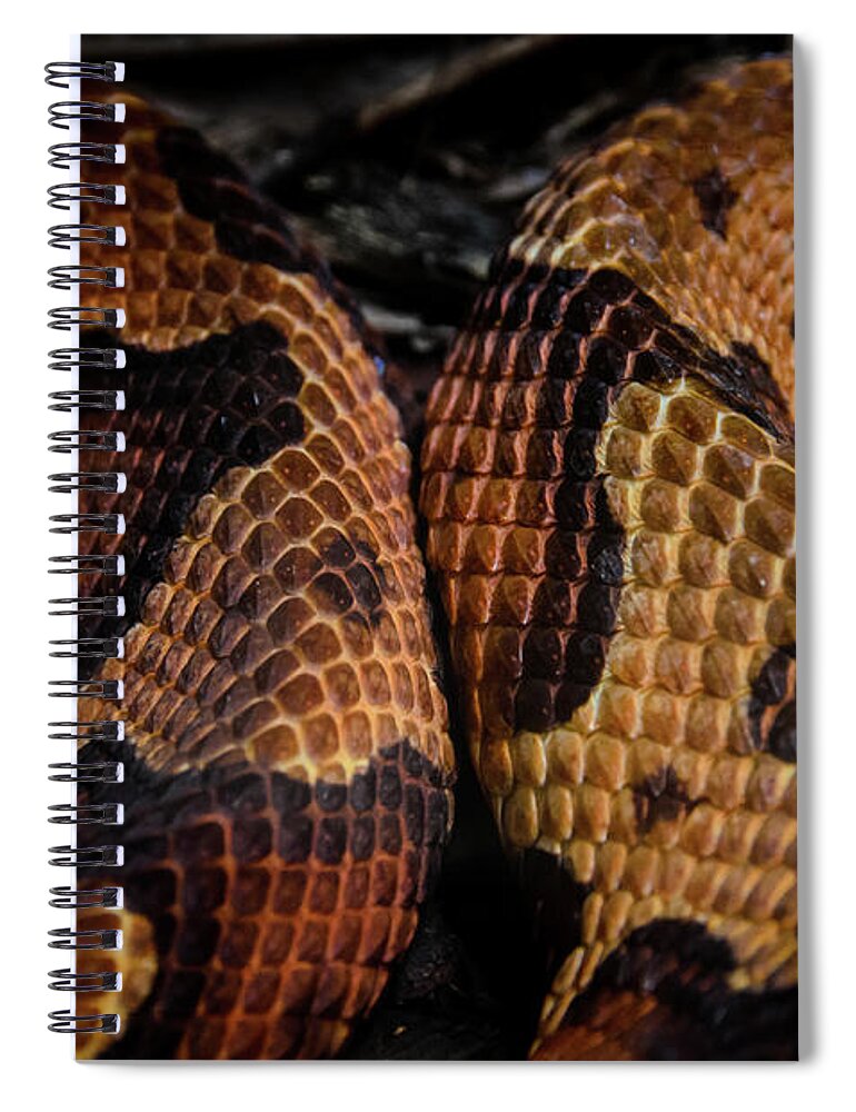 Copperhead Spiral Notebook featuring the photograph Copperhead by Jonas Luis
