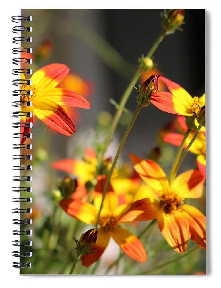 Campfire Fireburst Spiral Notebook featuring the photograph Campfire Fireburst by Living Color Photography Lorraine Lynch