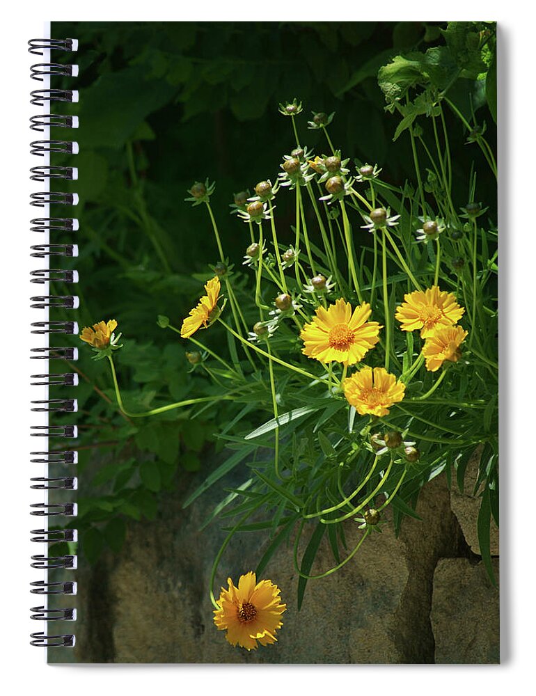 Coreopsis Spiral Notebook featuring the photograph Coreopsis - Stone Wall by Nikolyn McDonald
