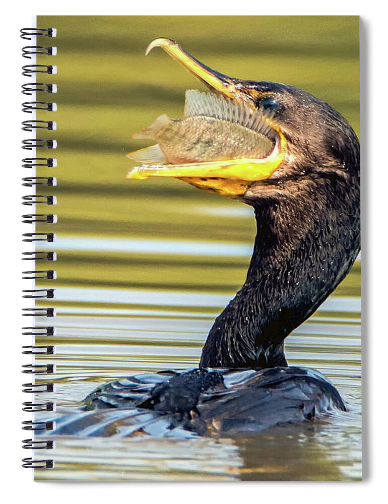 Cormorant Spiral Notebook featuring the photograph Cormorant with Fish 0977-111217-1cr by Tam Ryan