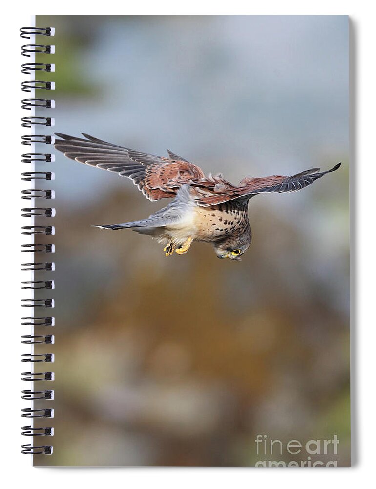 Kestrel Spiral Notebook featuring the photograph Cornish Kestrel Hunting 2 by Nicholas Burningham