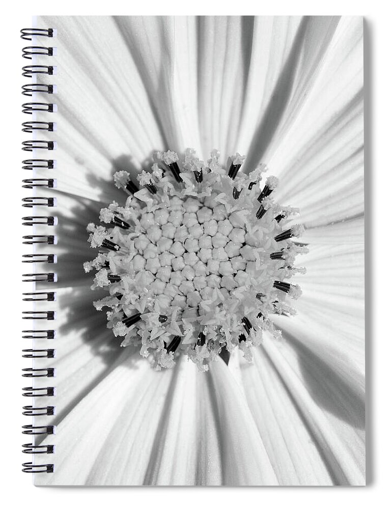 Bloom Spiral Notebook featuring the photograph Cosmos Monochrome by Tanya C Smith