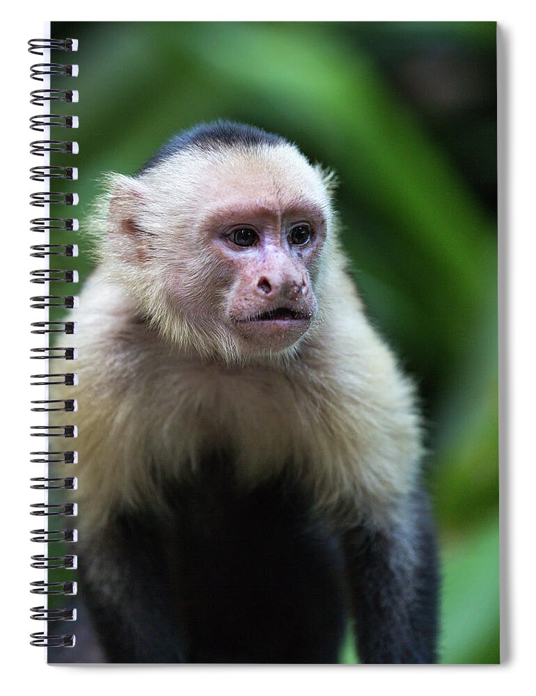 Costa Rica Spiral Notebook featuring the photograph Costa Monkey 1 by Dillon Kalkhurst