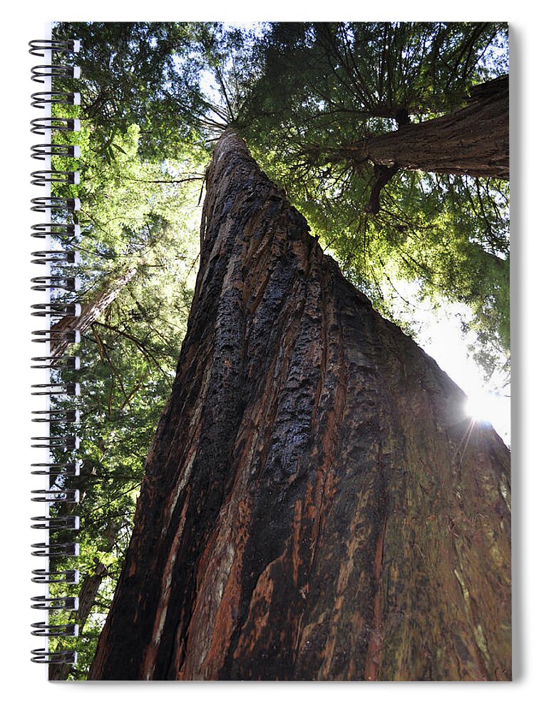 California Spiral Notebook featuring the photograph Coastal Redwoods by Julia McHugh