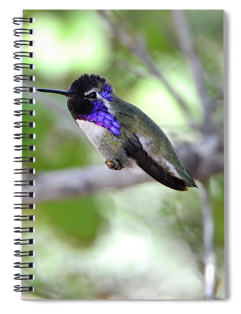 Denise Bruchman Spiral Notebook featuring the photograph Costa's Hummingbird by Denise Bruchman