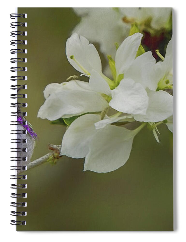 Anacacho Spiral Notebook featuring the photograph Costas Hummingbird on an Anacacho Orchid Branch by Teresa Wilson