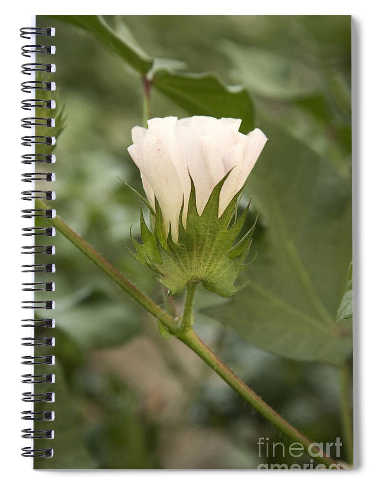 Cotton Spiral Notebook featuring the photograph Cotton Bloom by Inga Spence