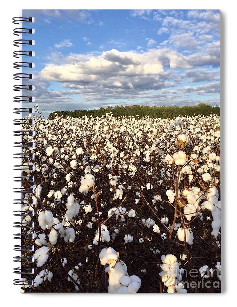 Cotton Field Spiral Notebook featuring the photograph Cotton Field in South Carolina by Flavia Westerwelle