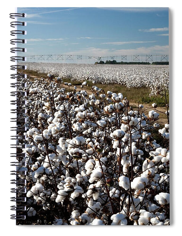 Cotton Spiral Notebook featuring the photograph Cotton Field by Inga Spence