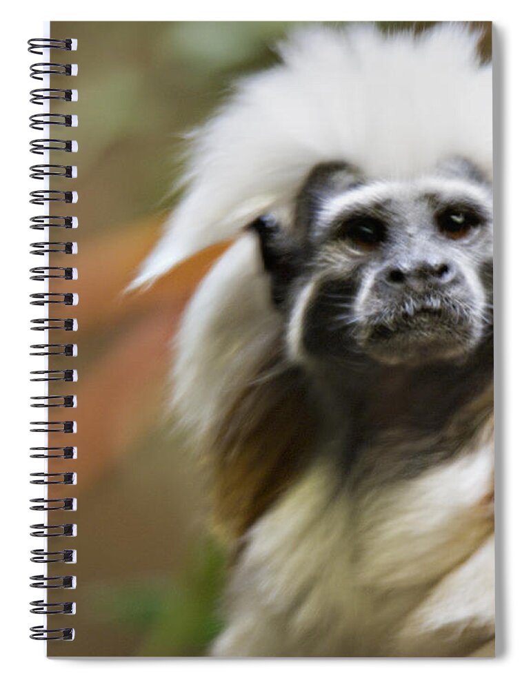 Cotton-top Tamarin Spiral Notebook featuring the photograph Cotton-top Tamarin _ 1a by Walter Herrit