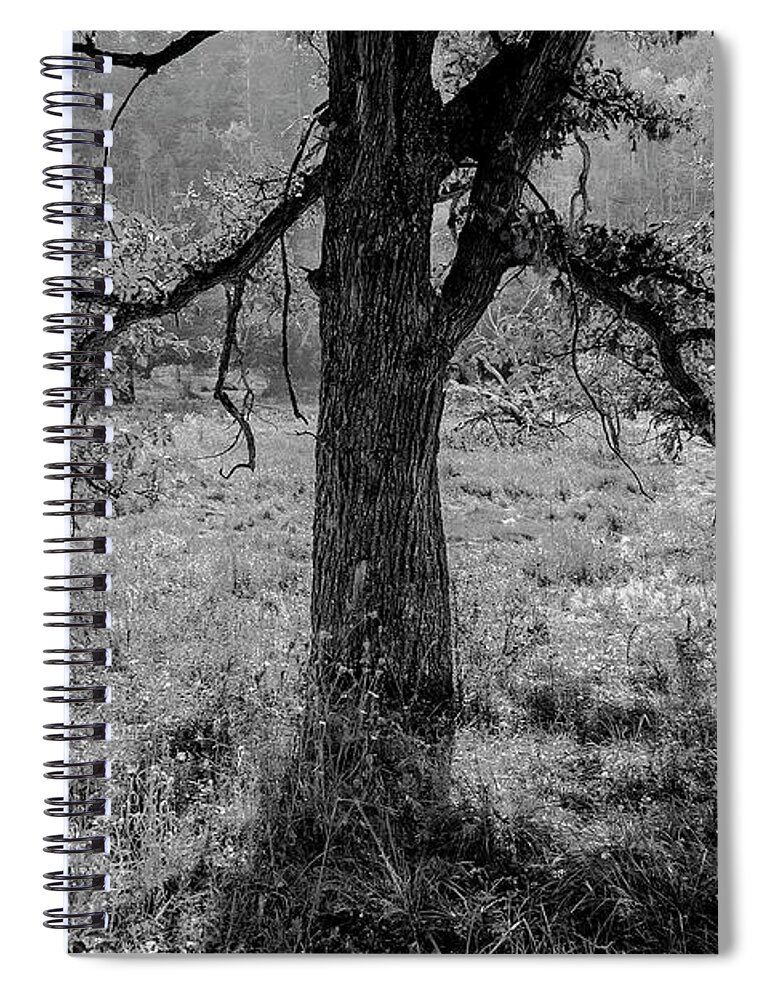 5dii Spiral Notebook featuring the photograph Coulee Oak by Mark Mille