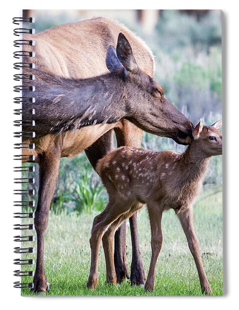 Elk Spiral Notebook featuring the photograph Cow and Calf Elk by Wesley Aston