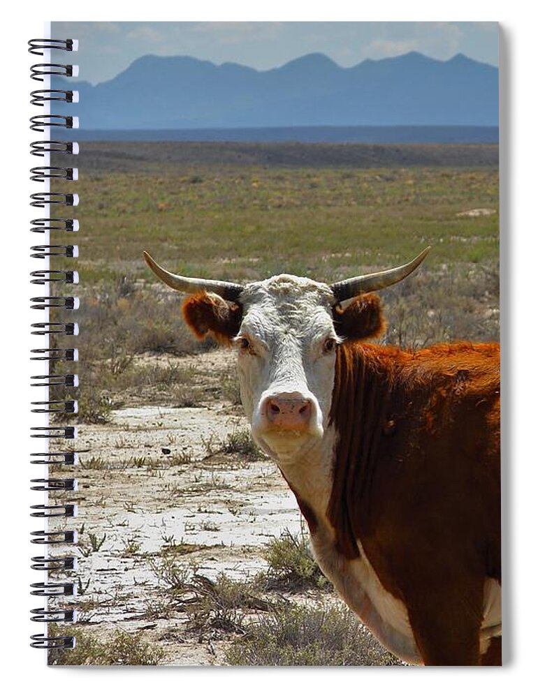 Cow Spiral Notebook featuring the photograph Cow by Carl Moore
