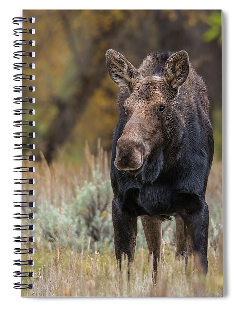 Rut Spiral Notebook featuring the photograph Cow Moose During Rut by Yeates Photography