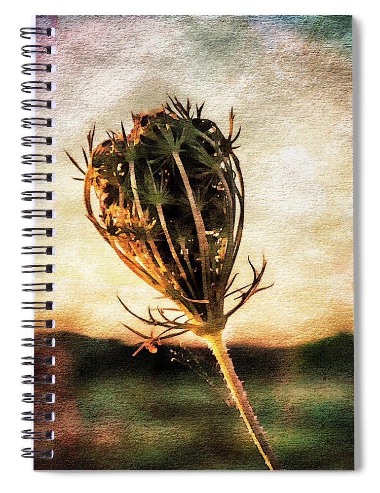 Cow Parsley Spiral Notebook featuring the photograph Cow Parsley Seedhead. by John Paul Cullen