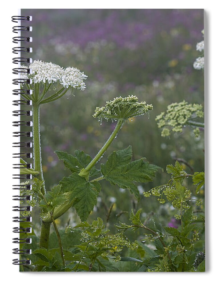Mist Spiral Notebook featuring the photograph Cow Parsnip in the Mist by Robert Potts