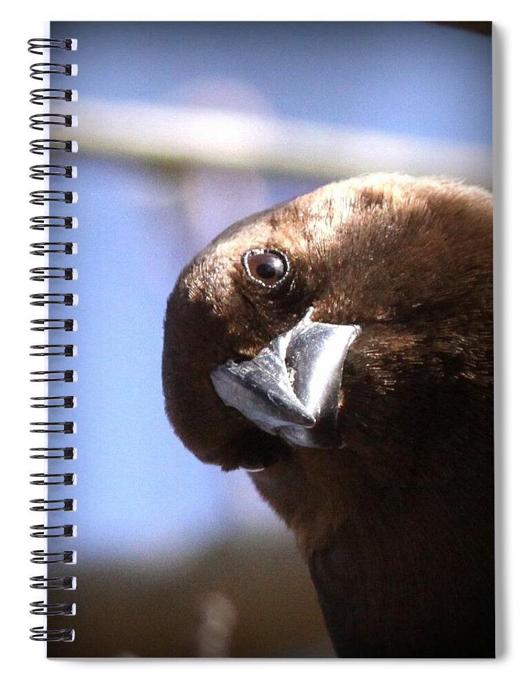 Cowbird Spiral Notebook featuring the photograph Cowbird up Close by Travis Truelove