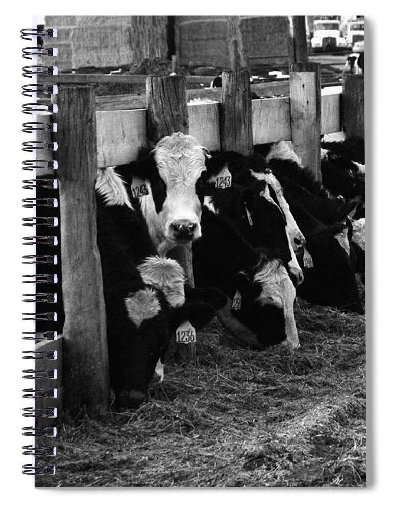 Cows Spiral Notebook featuring the photograph Cows in Black and White by Angie Tirado