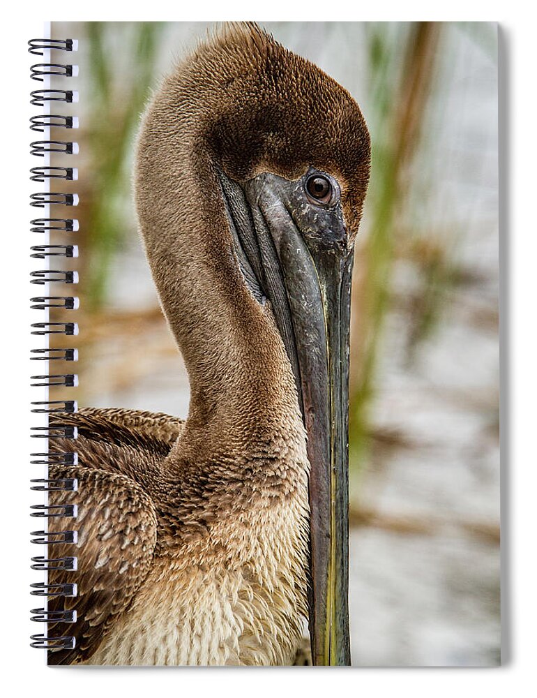 Jean Noren Spiral Notebook featuring the photograph Coy Pelican by Jean Noren