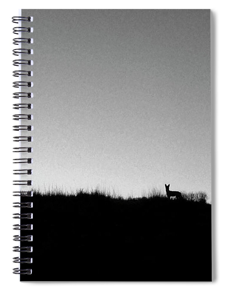 Coyote Spiral Notebook featuring the photograph Coyote at Sunrise by Mary Lee Dereske
