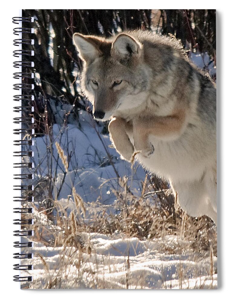 Coyote Spiral Notebook featuring the photograph Coyote In Mid Jump by Gary Beeler