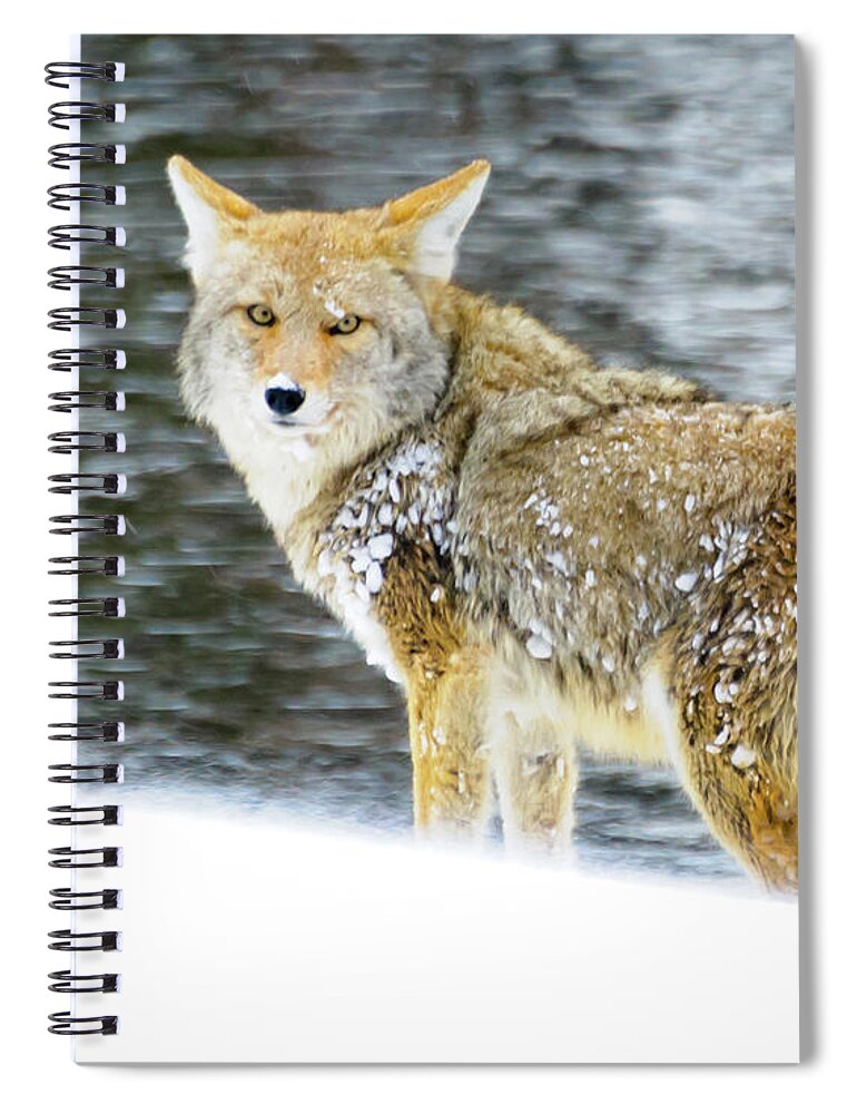 Coyote Spiral Notebook featuring the photograph Coyote on Snow at Yellowstone by Roberta Kayne