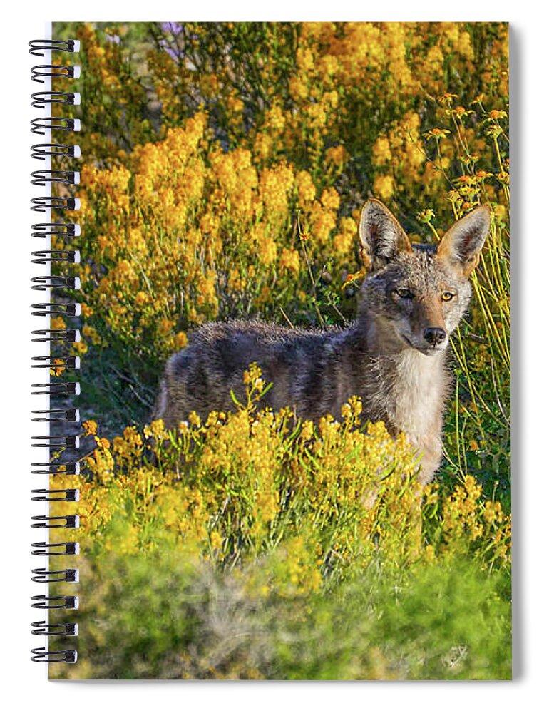 Coyote Spiral Notebook featuring the photograph Coyote Spring by Lisa Manifold