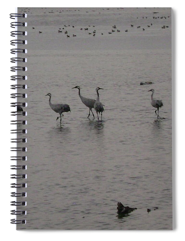 Cranes Spiral Notebook featuring the photograph Cranes by Moshe Harboun