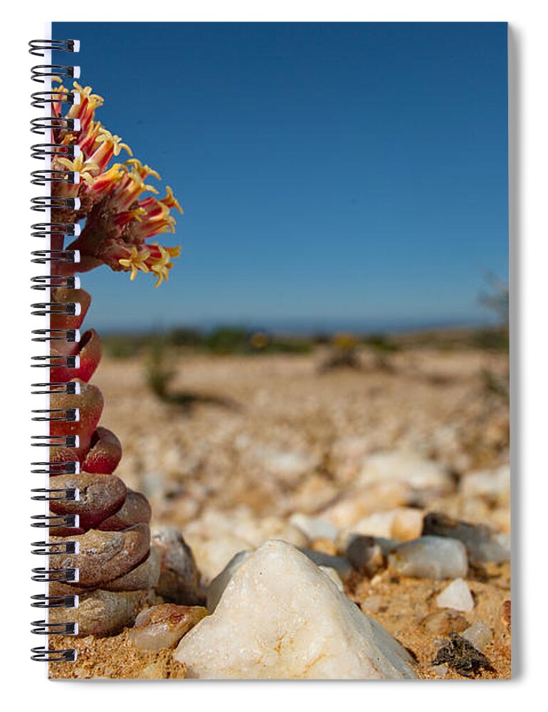 Africa Spiral Notebook featuring the photograph Crassula Plant In Quartz Fields by Francesco Tomasinelli