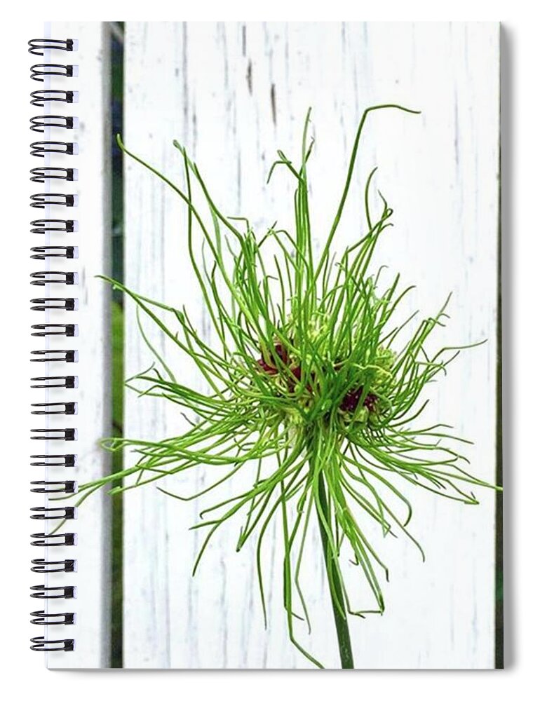 Crazyallium Spiral Notebook featuring the photograph Crazy Hair Allium. #hairallium #allium by Ginger Oppenheimer