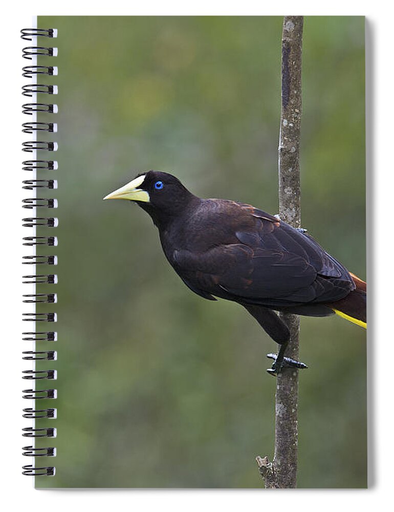 Festblues Spiral Notebook featuring the photograph Crested Oropendola... by Nina Stavlund