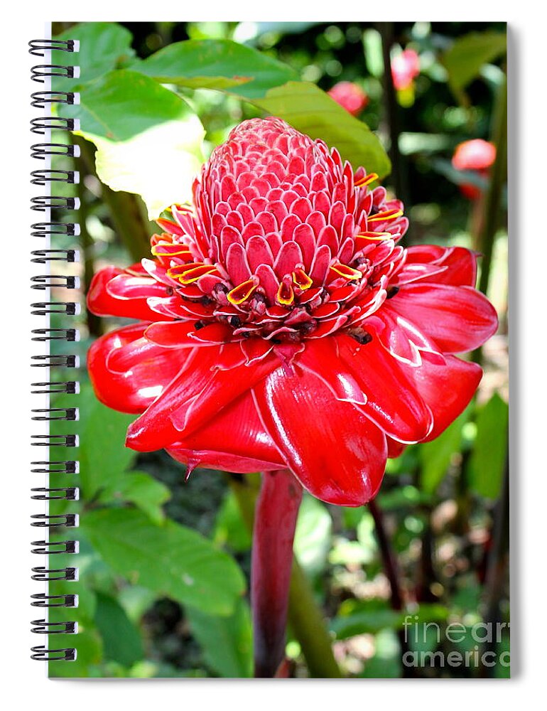 Flower Spiral Notebook featuring the photograph Crimson Bloom by Alice Terrill