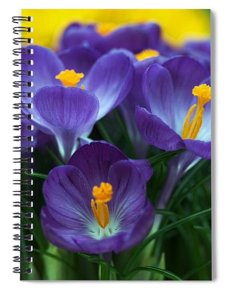 Flowers Spiral Notebook featuring the painting Crocus by Amalia Suruceanu