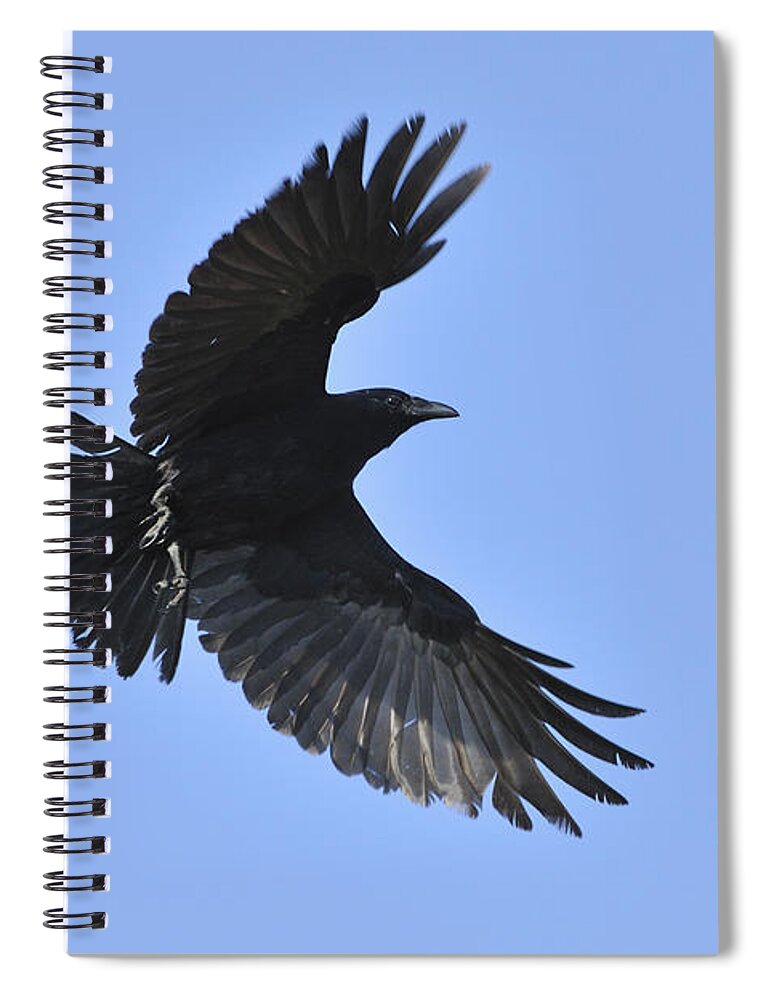 Crow Spiral Notebook featuring the photograph Crow in flight by Bradford Martin