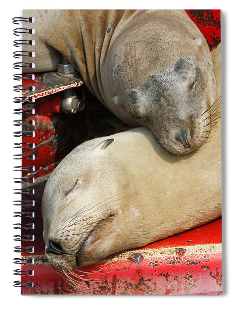 Sea Lions Spiral Notebook featuring the pyrography Cuddle Buddies by Shoal Hollingsworth