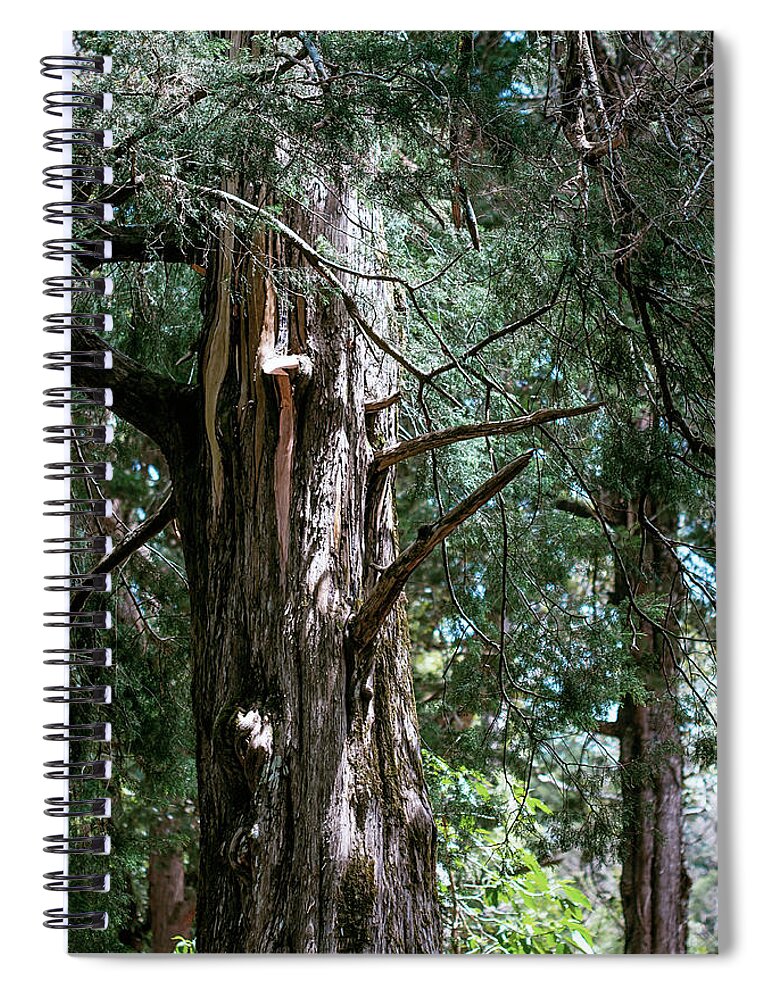 Jenny Rainbow Fine Art Photography Spiral Notebook featuring the photograph Cupressus Macrocarpa by Jenny Rainbow