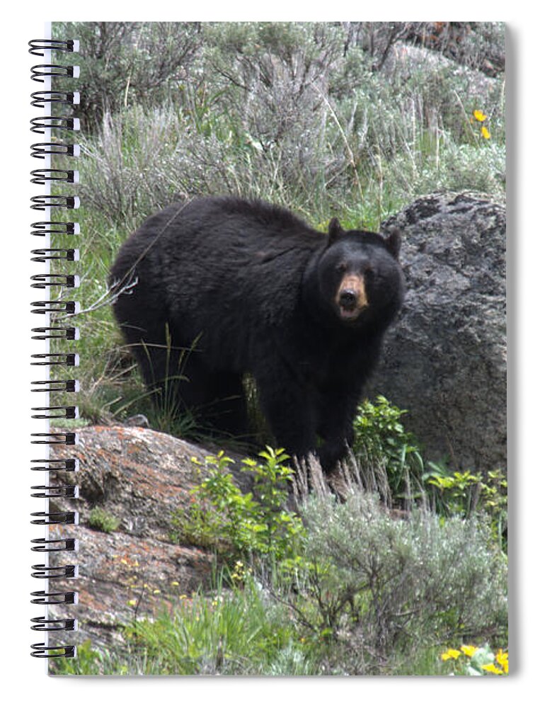 Black Bear Spiral Notebook featuring the photograph Curious Black Bear by Frank Madia