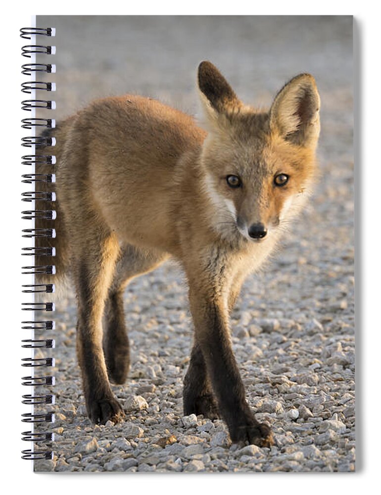 Fox Spiral Notebook featuring the photograph Curiousity by Andrea Silies