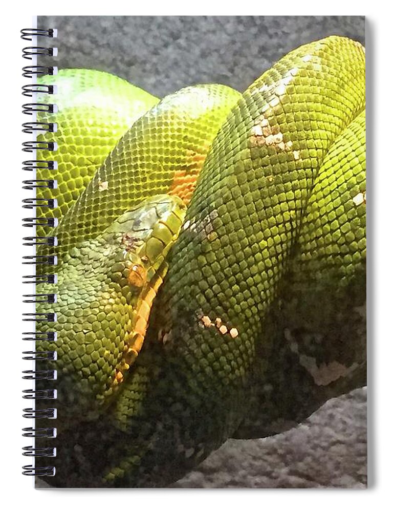 Snake Spiral Notebook featuring the photograph Curly by Beth Saffer