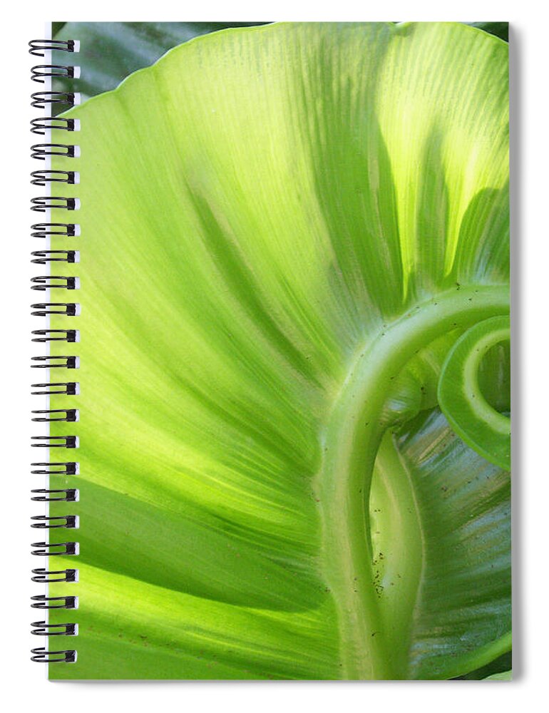 Leaf Spiral Notebook featuring the photograph Curly Leaf by Amy Fose
