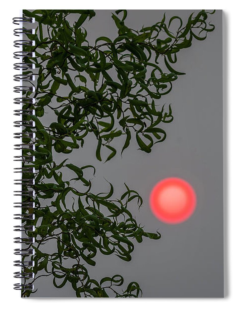 Astoria Spiral Notebook featuring the photograph Curly Willow and Sun by Robert Potts
