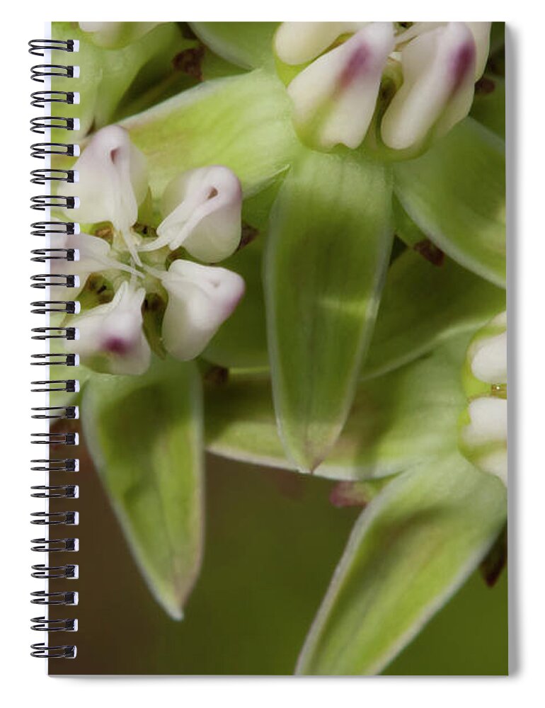 Milkweed Spiral Notebook featuring the photograph Curtiss' Milkweed #4 by Paul Rebmann